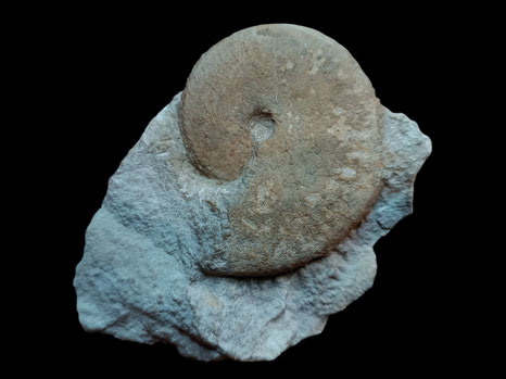 Oppelia subradiata