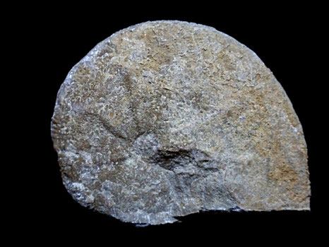 Taramelliceras externodosum