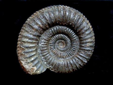Dactylioceras comunne