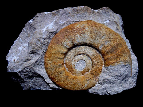 Oosterella sp