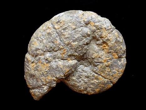 Holcophylloceras mediterraneum