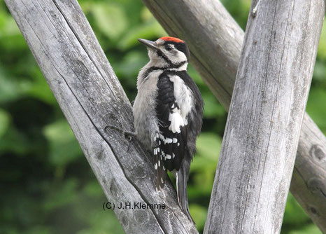 Buntspecht (Dendrocopos major). Noch unselbständiger Jungvogel [Juni]