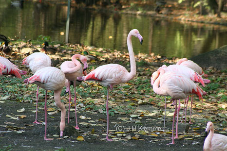 Rosaflamingo (Phoenicopterus roseus) Gruppe adulter Vögel im Freigehege des Kölner Zoos [Oktober] 