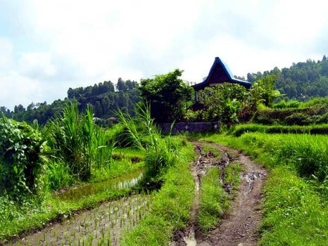 "honeymoon-cottage" in the ricefields