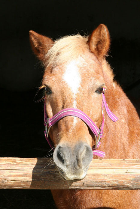 Hippolini Pony vom Reitstall Althof