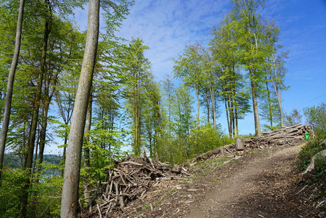 Hier hat Burglind gewütet. Der Holzschlag diente vorab der Sicherheit der Wandernden. 