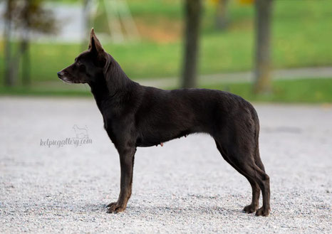 Photo by Sofia Olsson - Kelpiegallery.com