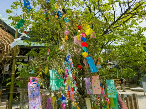 山茶始めて開く,七十二候,アロマエッセンシャルオイル,精油,候,kou