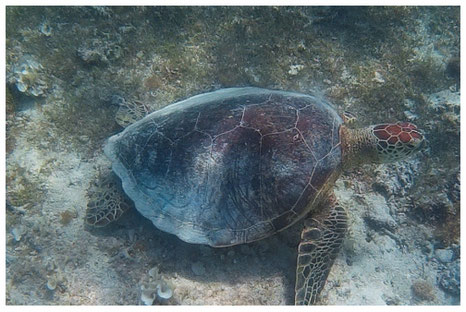 Mauritius Meeresschildkröte Wasserschildkröte Katamaran Ausflug Gabriel Insel Island