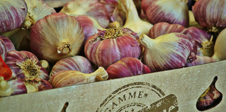 Knoblauch - gesund und heilkräftig