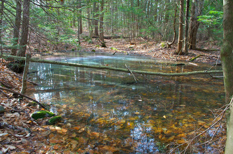Vernal pools form from the spring snowmelt and 'April Showers', but will dry up by late summer in most years.