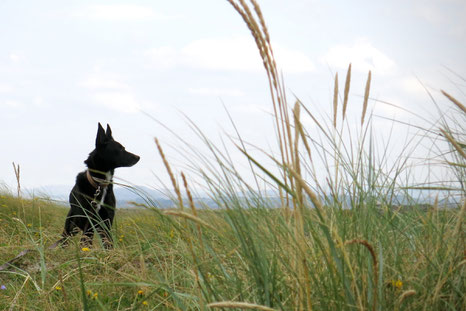 (c) www.gundi-hund.de | GUNDI - Gesund & Intelligent | Hundetraing und Hundeernährungsberatung