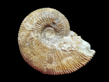 Kosmoceras duncani