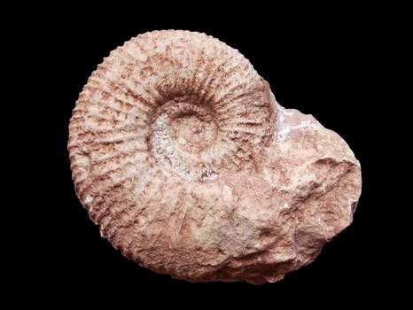 Parapallasiceras sp