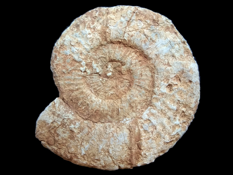 Orthosphinctes (Orthosphinctes) polygyratus