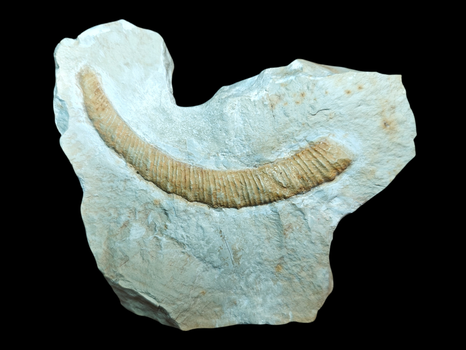 Himantoceras trinodosum