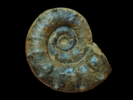 Euaspidoceras paucituberculatum