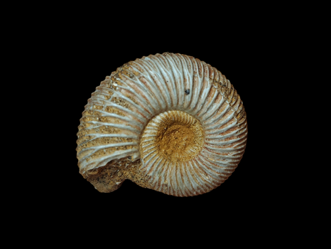 Crussoliceras divisum