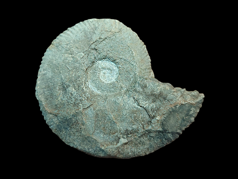 Dalmasiceras praecox
