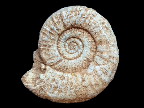 Orthosphinctes (Orthosphinctes) polygyratus