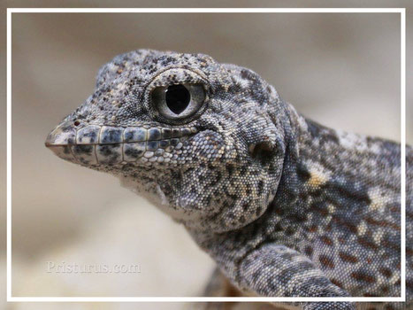 Pristurus carteri - Masirah island