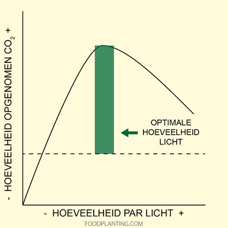 koolstofdioxide, licht, fotosynthese