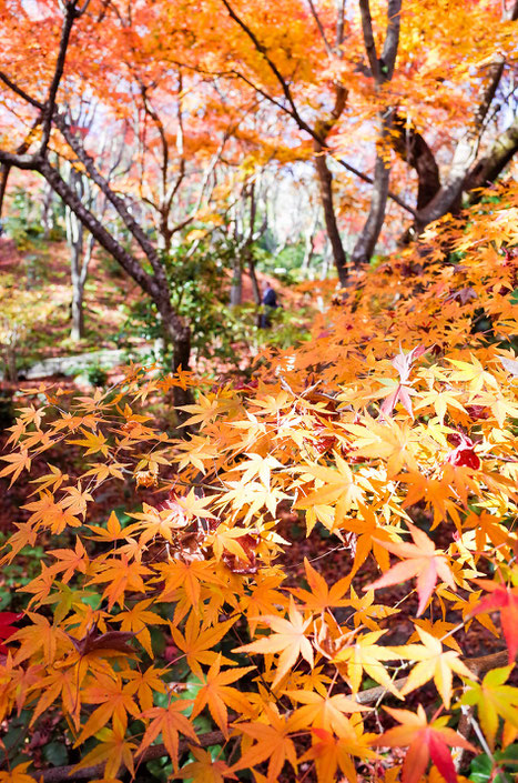 嵐山・常寂光寺の紅葉