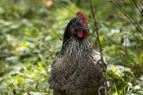 Accueillir des poules : Espelette - Crédit Photo : Laurent Guichardon, photographe
