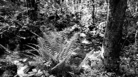 Borneo oder Piemont?