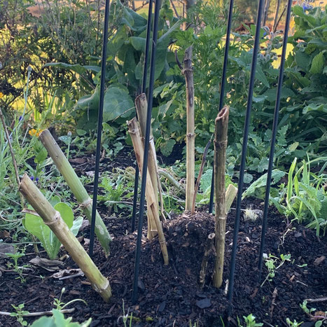 Growing Dahlia's - leaving them in the ground.