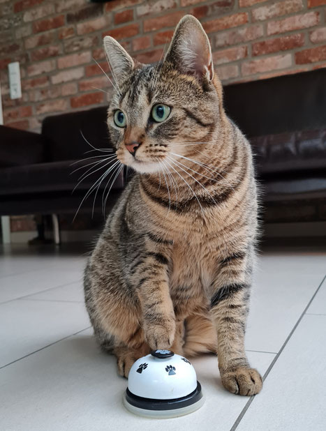 Katze Fibi beim Klingeltraining
