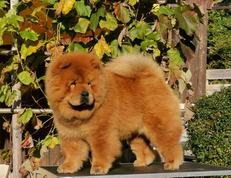 Chow Chow Zucht in der Schweiz Princesse of Artabella