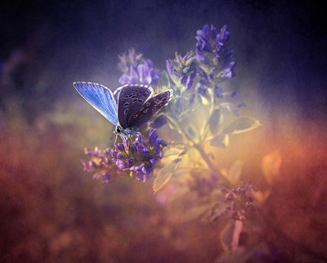 Blauer Schmetterling auf violetter Blume | Link: Blog Beitrag | Achtsamkeit | Tanz des Lebens