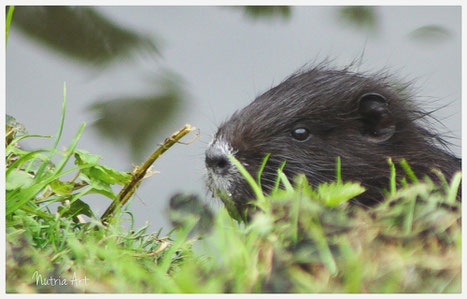 Ein Nutria blickt über das Ufer