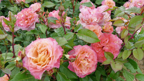 Rosen