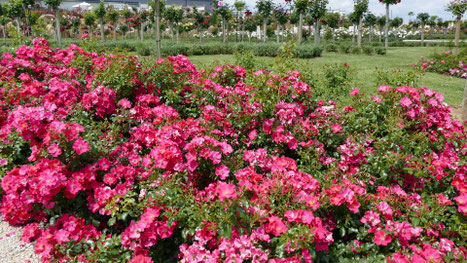 Rosenbeete
