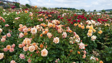 Rosen Schau in Steinfurth