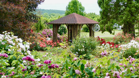 Rosen PAVILLON