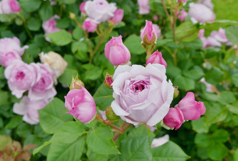 Rosen 