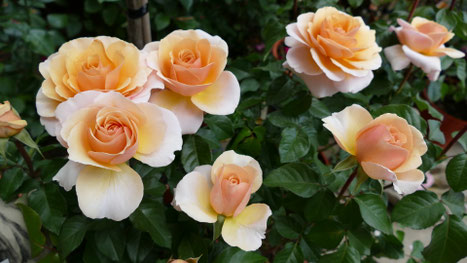 Rosen