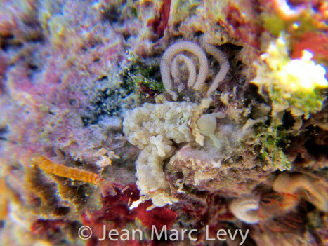 Pontes Aeolidiella alba