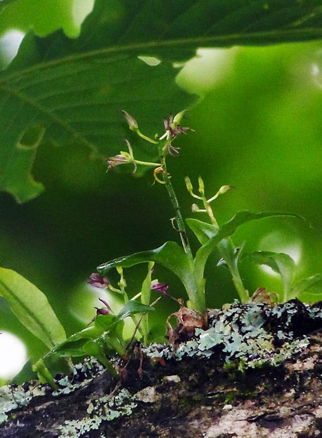 クモイジガバチ　　自生地は限定され、出逢うことはとても難しい