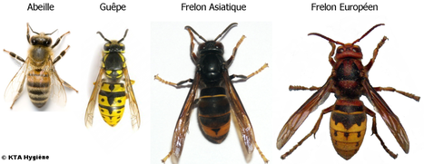 Comparaison des Hyménoptères: Abeille, Guêpe, Frelon asiatique, Frelon européen. Les Abeilles et Bourdons sont des espèces protégées.
