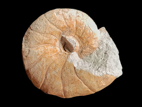 Nautilus rollandi