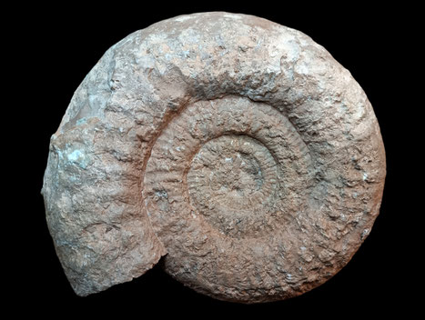 Progeronia sp