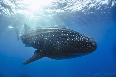 Galapagos Shark Diving - Whale shark illuminated by the sun in Darwin Arch