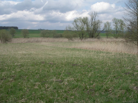 Blick über die LBV-eigenen Feuchtwiesenkomplexe der Bad Rodacher Bischofsau