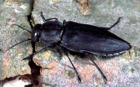 Feuerkäfer; schwarzer Kiefernprachtkäfer