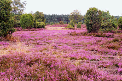 Heidelandlandschaft