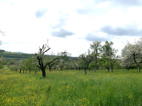 Obstwiese am Wanderweg (im Hintergrund sieht man die Burg Teck)